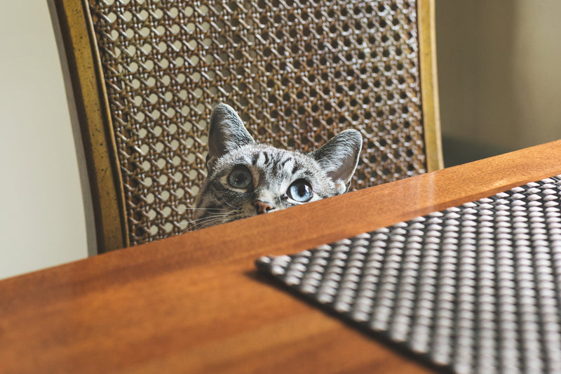 Grey cat on chair