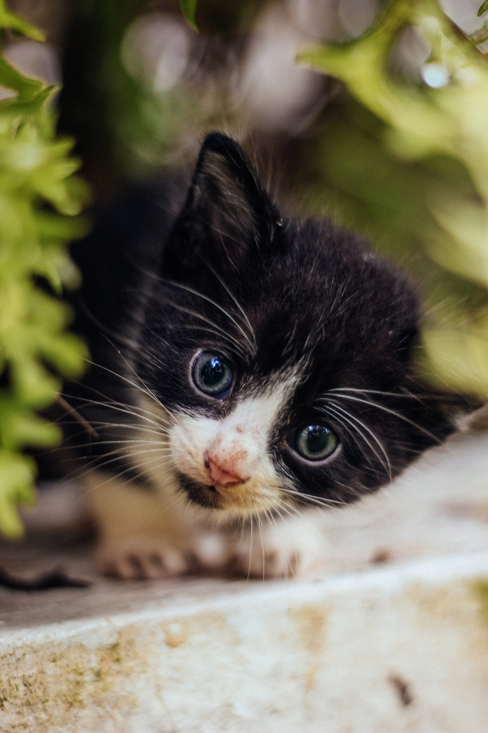 black and white kitten