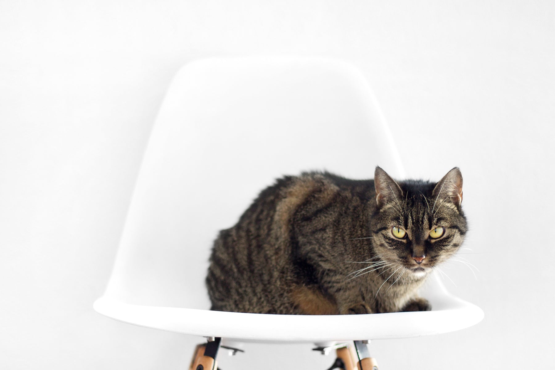 Cat on modern white chair