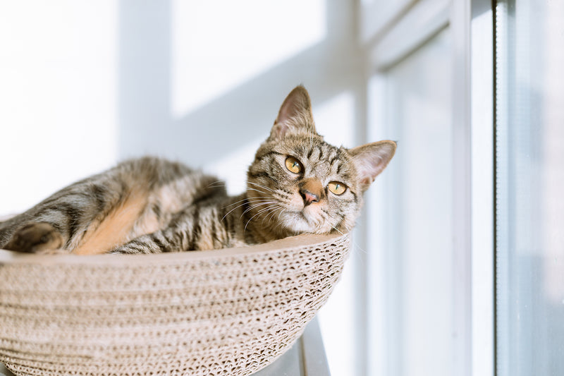 Cat on modern cat tree