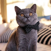 Gatsby Collar and Bow Tie