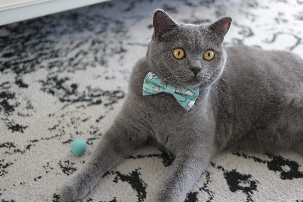 Cookies and Milk Collar and Bow Tie