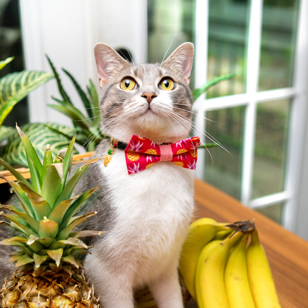 Pineapple Berry Collar and Bow Tie