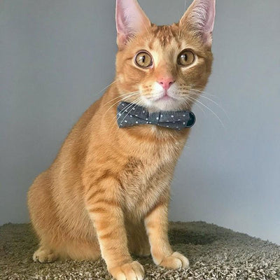 Chambray Collar and Bow Tie